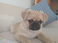 Yavru pug köpeğimiz eğitimlidir