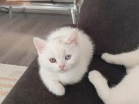 British shorthair 3 aylık