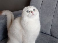 İzmir İçi Ücretsiz yetişkin dişi scottish fold
