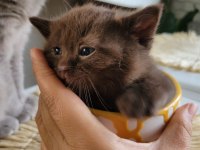British shorthair 5 tane yavru