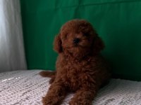 Kore ve toy poodle bebekler