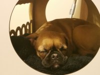 Çok güzel her eğitimi olan aile dostu pugmix
