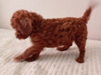 Dark Red Brown Toy Poodle
