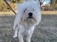 Kar topu maltese erkekler