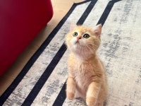 Safkan British Shorthair Golden NY12 Erkek Yavru