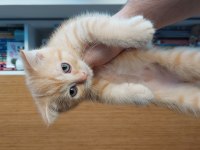 Scottish fold oğlum yeni yuvasını arıyor