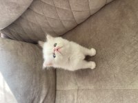 KEDİLER REZERVE EDİLİR