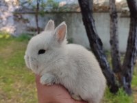 ORJİNAL CÜCE BEBEK İSTEYENLERE