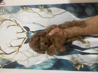 Kaliteli toy poodle bebekler