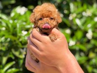 Toy poodle saf kan