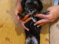 Sağlıklı Oyuncu Erkek Morkie Yavruları