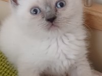British Shorthair Yavrularımız Yeni Yuva Arıyor