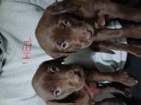 Labrador Chocolate İzmir