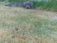 Dev Adayı Cane Corso