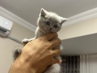 1 Mayıs Doğumlu British Shorthair Bebekler