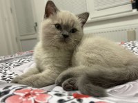3 aylık tosun paşam british shorthair
