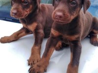Irk ve sağlık garantili doberman bebeklerimiz