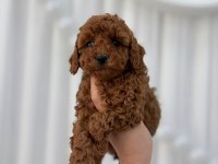 Toy Poodle Minikler