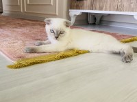 scottish blue point erkek