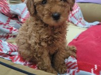 Toy poodle red brown orjinal