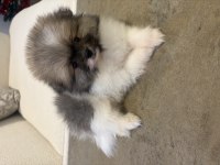 Particolor Pomeranian Erkek