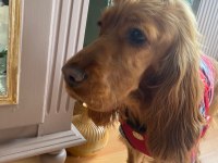 8 aylık cocker köpeğimiz