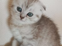 Kedi Sahiplendirme british shorthair