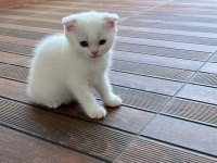 2 AYLIK SCOTTİSH YAVRUMUZ