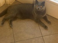 British shorthair acil ömürlük yuva