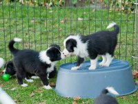 Border Collie Yavrularımız Evinizin Neşesi Olacaktır