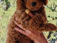 Toy Poodle yavrular 3 erkek 1 dişi