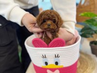 Kore Kan Toy Poodle Yavrularımız