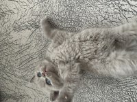 British Shorthair Kedisi