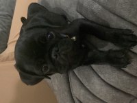 Eşyalarıyla verilecek pug köpeğimiz