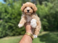 KALİTELİ MALTİPOO YAVRULARIMIZ.S