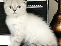 Dişi 2 yaşında blue point scottish fold