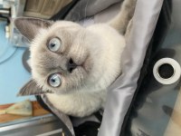 British shorthair blue point