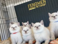ORJİNAL IRK YAVRU KEDİLER MAGAZAMIZDA CANLI GÖRÜN