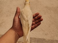 Ele alışık lutino kırmızı göz sultan papağanı yavru