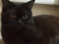 Hamile siyah british shorthair