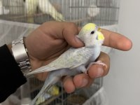 Damızlık-yavru ele alışık muhabbet kuşu