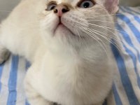 Acil Pamuk gibi bir bebek british shorthair