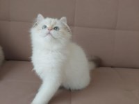 British Longhair Erkek
