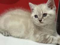 Mama Ve Bakım (Uyguna) British Shorthair