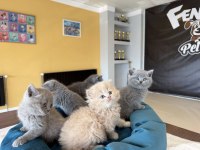 ORJİNAL IRK YAVRU KEDİLER MAGAZAMIZDA CANLI GÖRÜN
