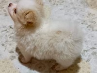 Pomeranian spitz yavrular