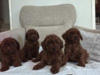 2.5 aylık toy poodle