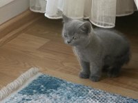 Orjinal Scottish Fold ve British Shorthair 4 Yavru