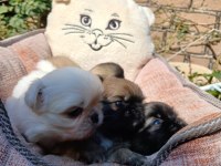 Yavru pekinez köpekler