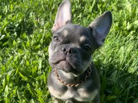 French bulldog Blue Tan dişi (3 aylık)